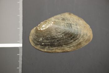 Media type: image;   Malacology 174095 Description: Preserved specimen.;
